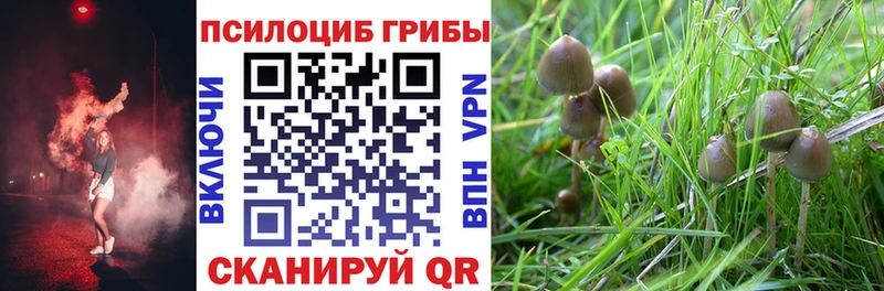 Псилоцибиновые грибы Psilocybe Судогда